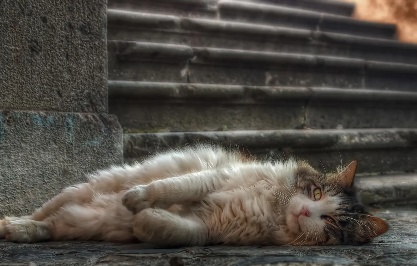 Photo wallpaper cat, look, background