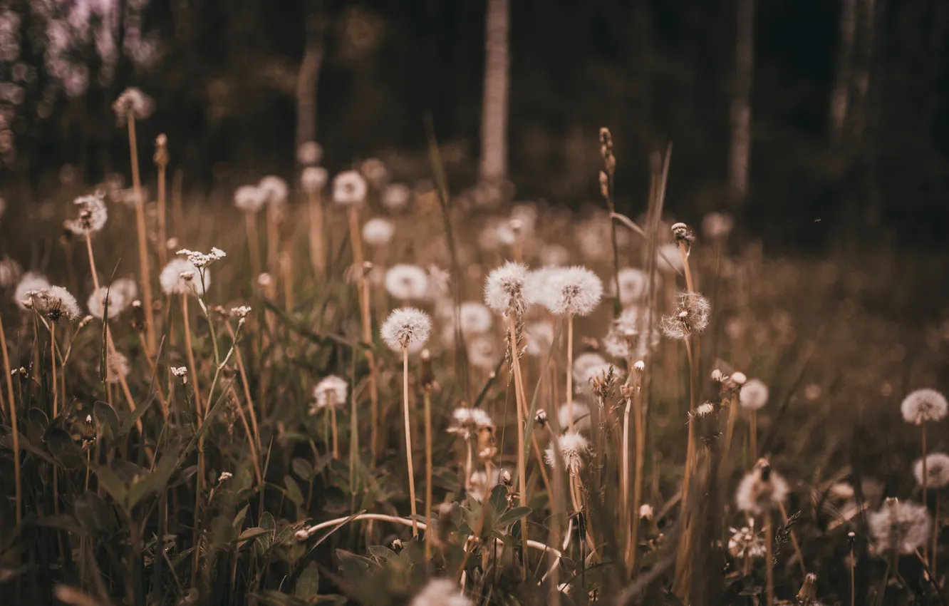 Photo wallpaper field, grass, macro, flowers, dandelion, glade, plant, meadow