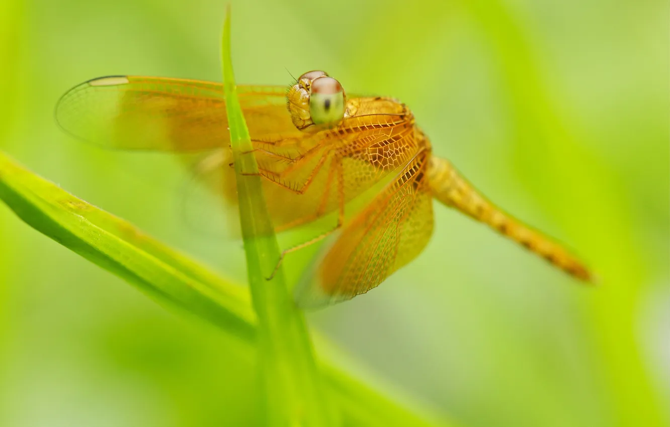 Photo wallpaper leaves, plant, dragonfly, insect