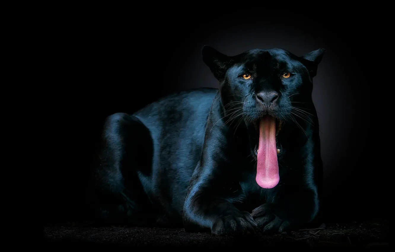 Photo wallpaper language, look, face, pose, paws, Panther, mouth, lies