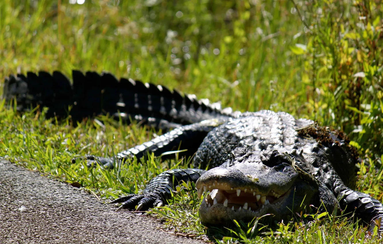 Photo wallpaper grass, Crocodile, reptile, Alligator