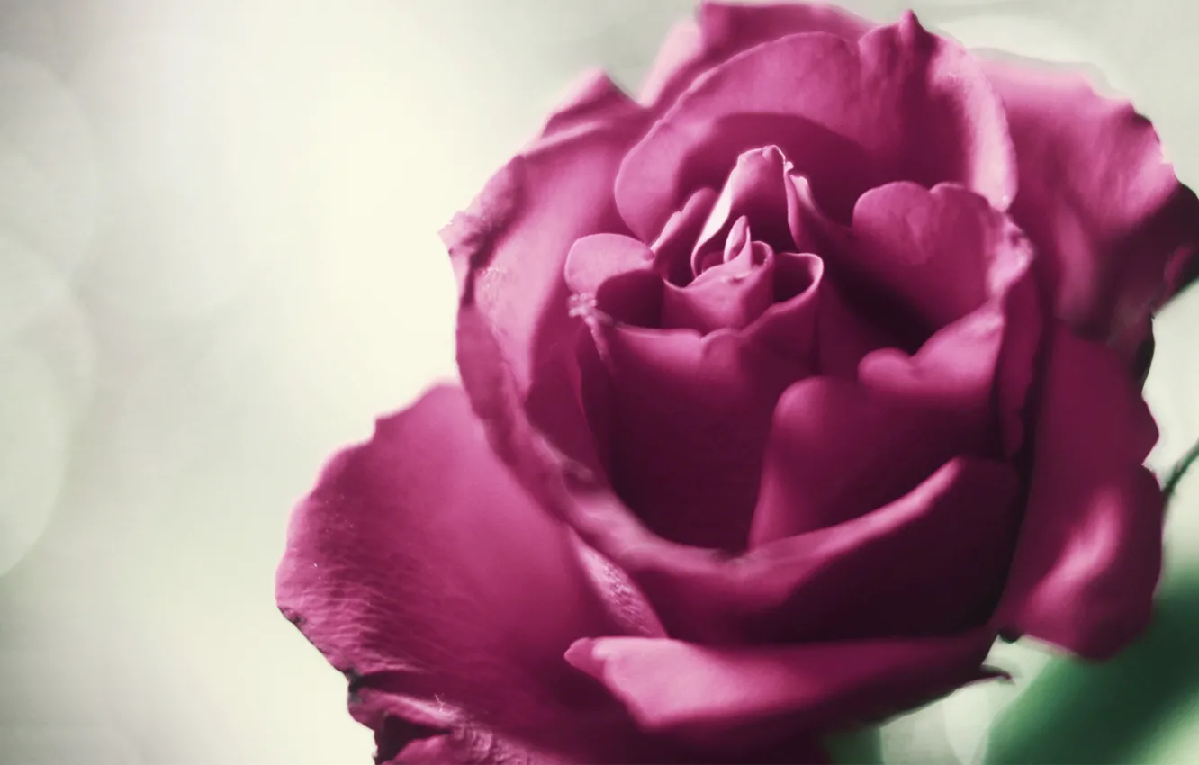Photo wallpaper flowers, background, roses, petals, pink