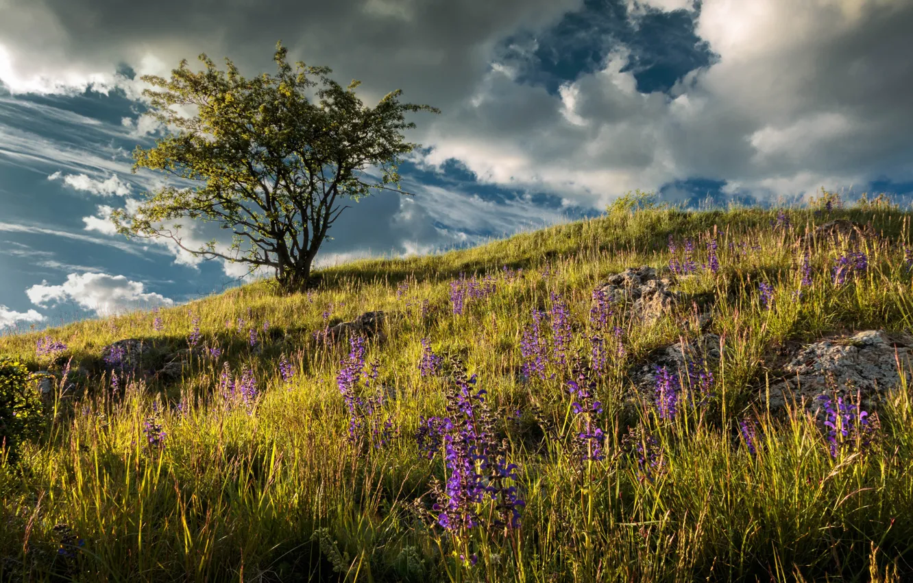 Photo wallpaper field, trees, flowers, meadow
