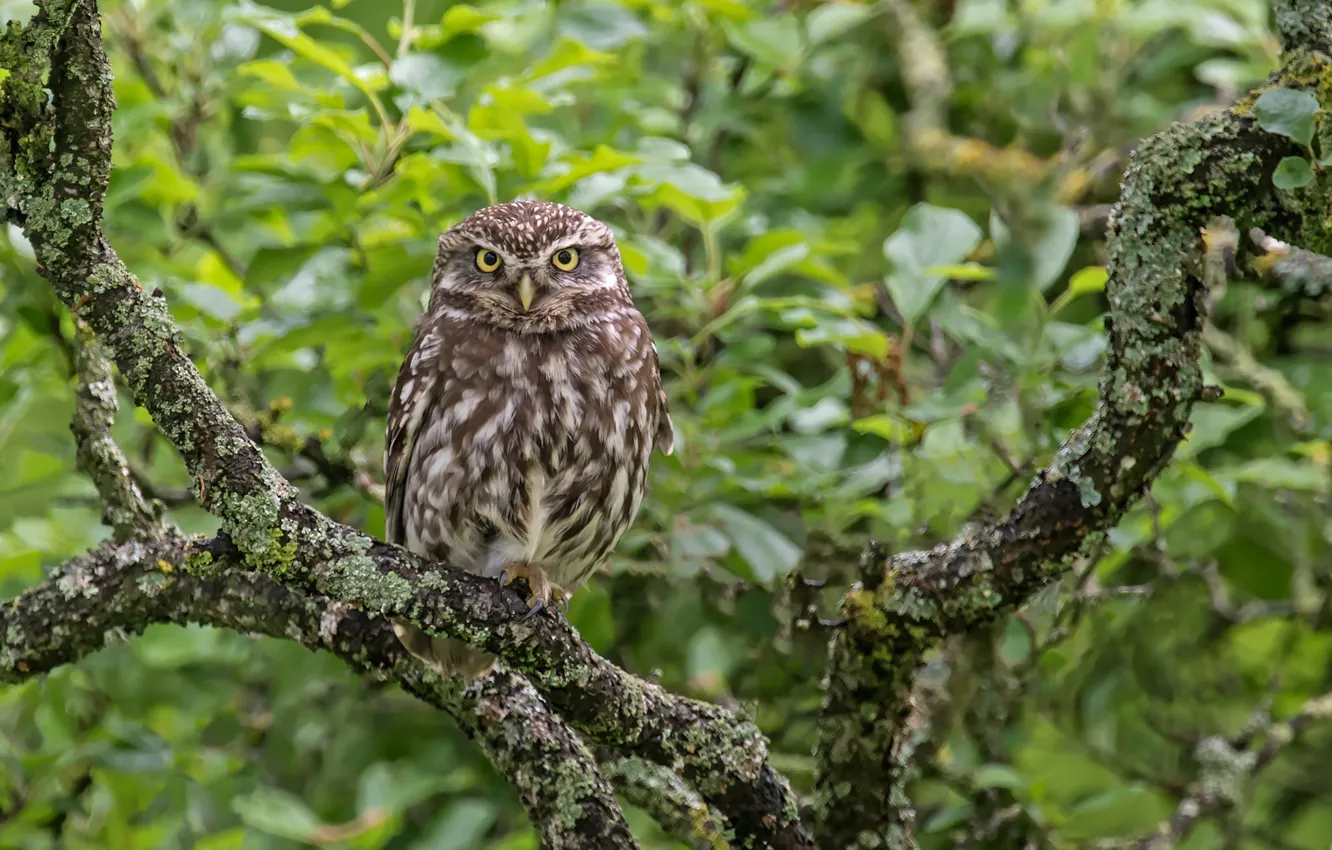 Photo wallpaper trees, owl, bird, The little owl