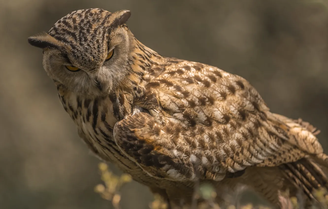 Photo wallpaper background, owl, owl