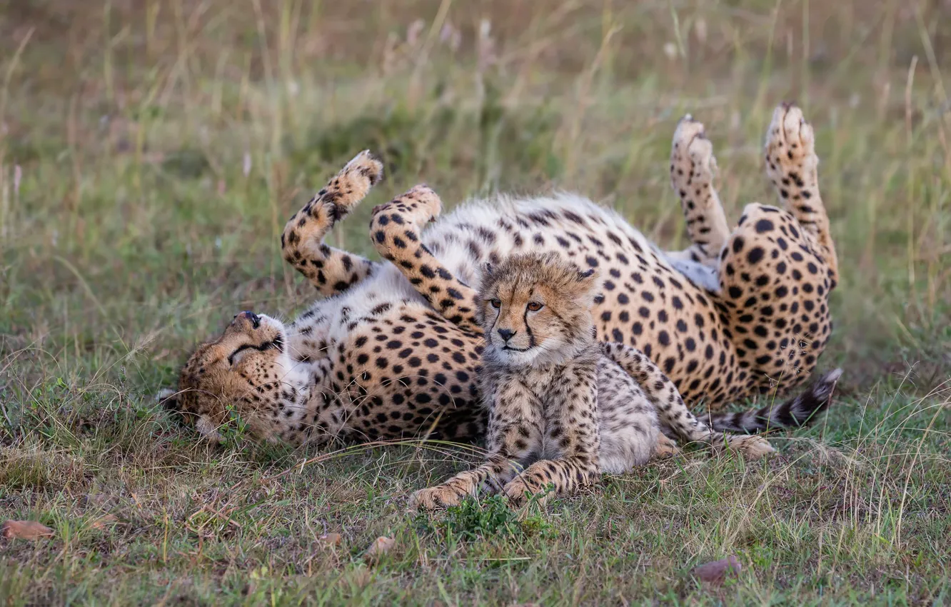 Photo wallpaper grass, pose, glade, baby, Cheetah, lies, cub, kitty