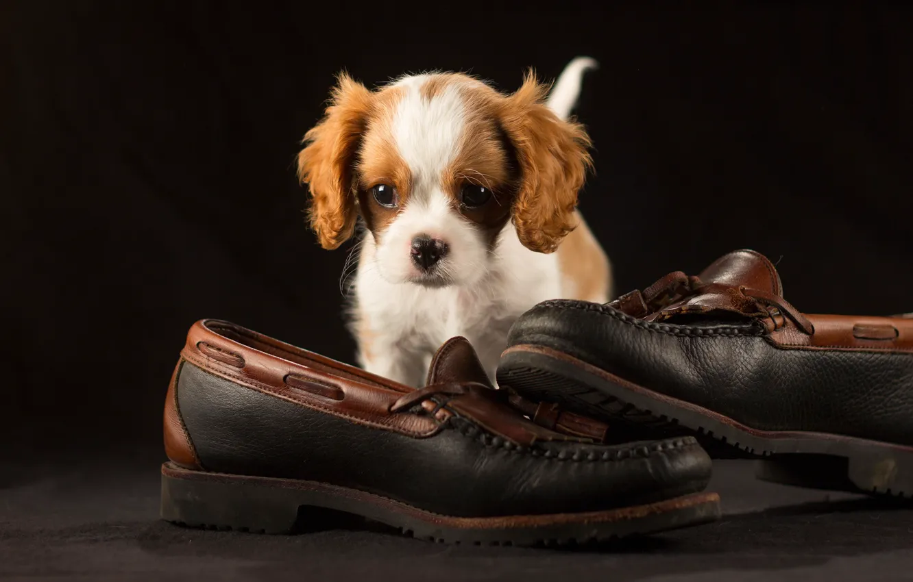 Photo wallpaper the dark background, shoes, shoes, puppy, cutie, photoshoot, the cavalier king Charles Spaniel