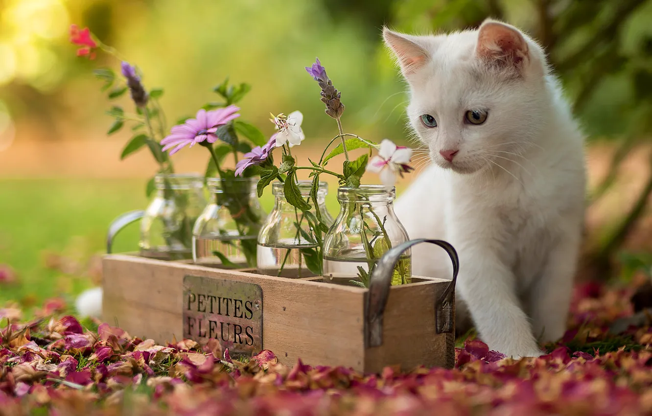 Photo wallpaper cat, white, look, flowers, nature, kitty, background, petals