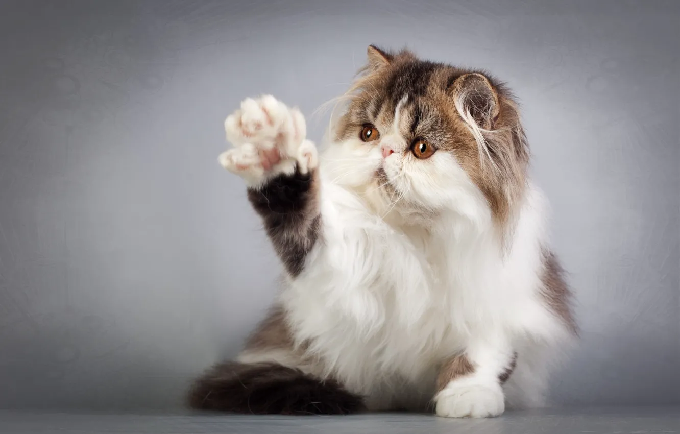 Photo wallpaper Cat, Foot, Greeting