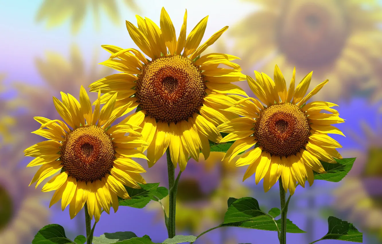 Photo wallpaper Graphics, Flowers, Sunflower