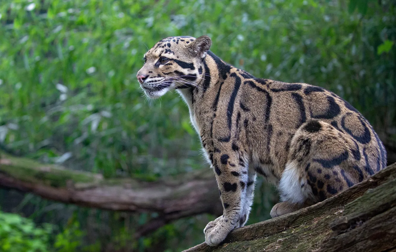 Photo wallpaper leopard, profile, log, sitting, clouded leopard