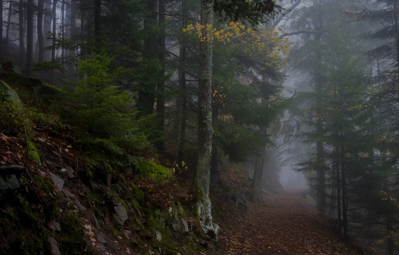 Photo wallpaper autumn, forest, trees, nature, fog, France, path, France