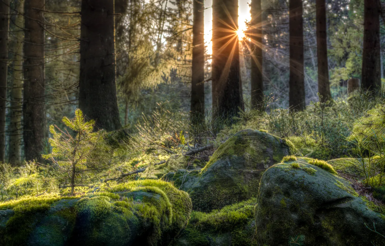 Photo wallpaper forest, stones, moss, Germany, the rays of the sun, Baden-Württemberg, The black forest