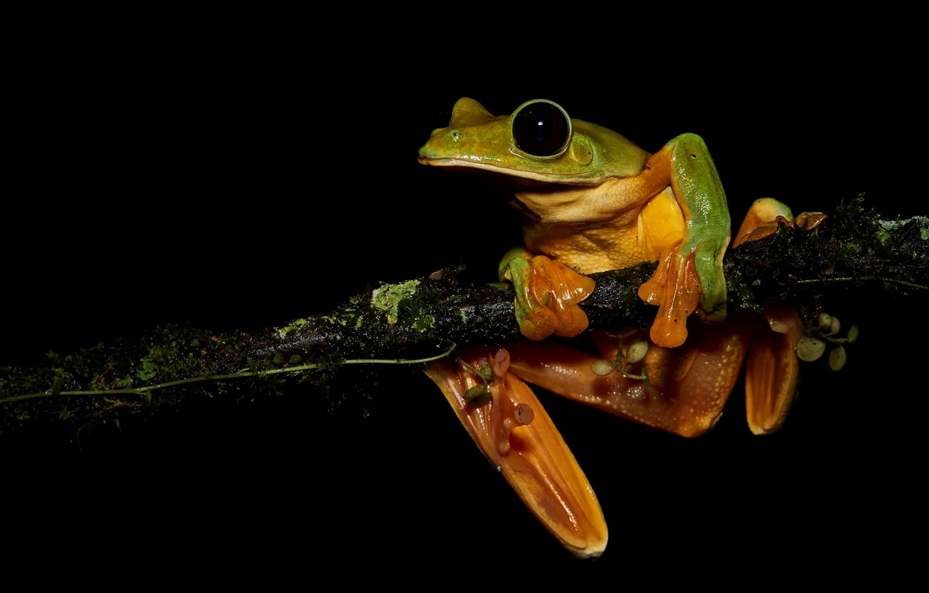 Photo wallpaper look, pose, moss, frog, branch, black background, green, hanging