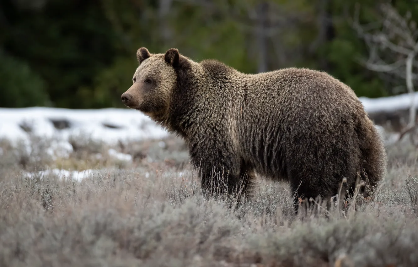 Photo wallpaper bear, profile, brown, trrava