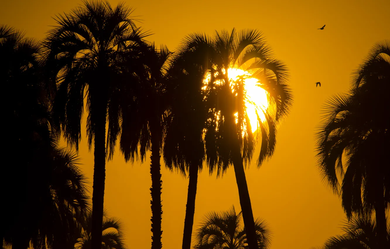 Photo wallpaper the sun, sunset, palm trees, silhouettes