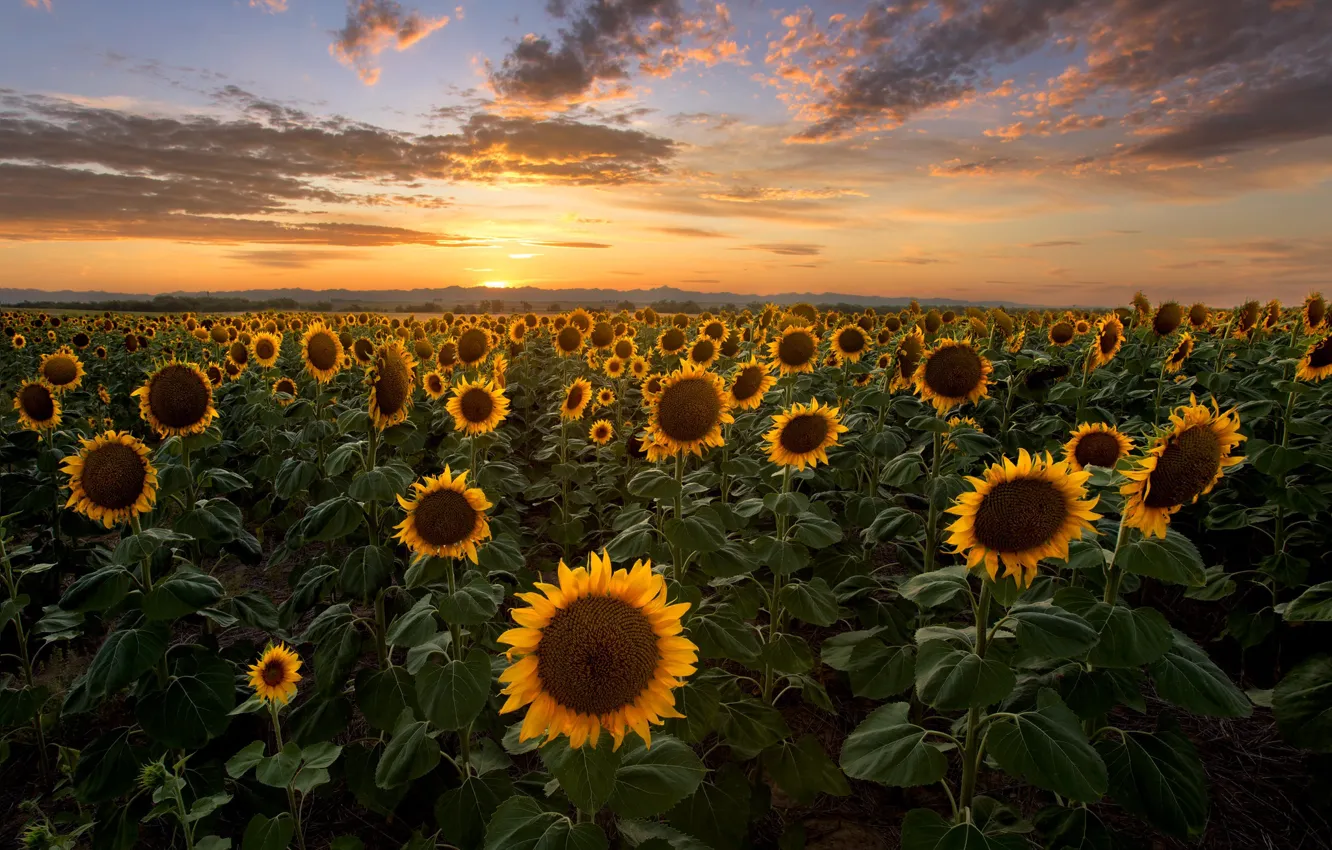 Photo wallpaper field, the sky, the sun, clouds, sunflowers, sunset, the evening