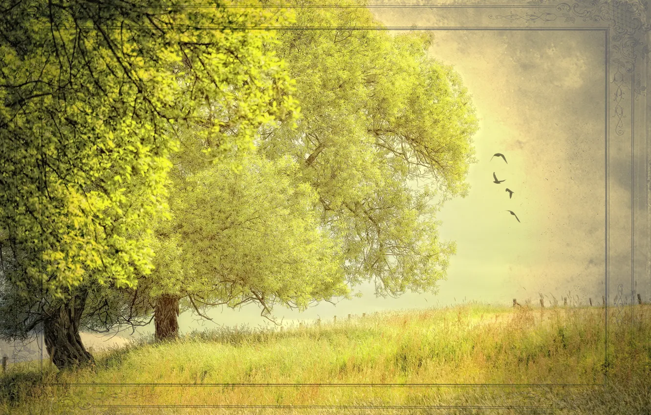 Photo wallpaper summer, trees, nature, style, background