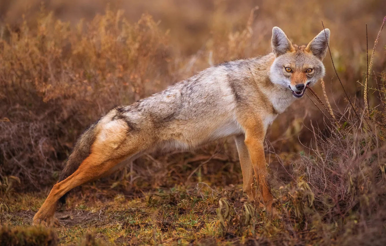 Photo wallpaper grass, the bushes, coyote, Jackal, meadow wolf, cleans teeth