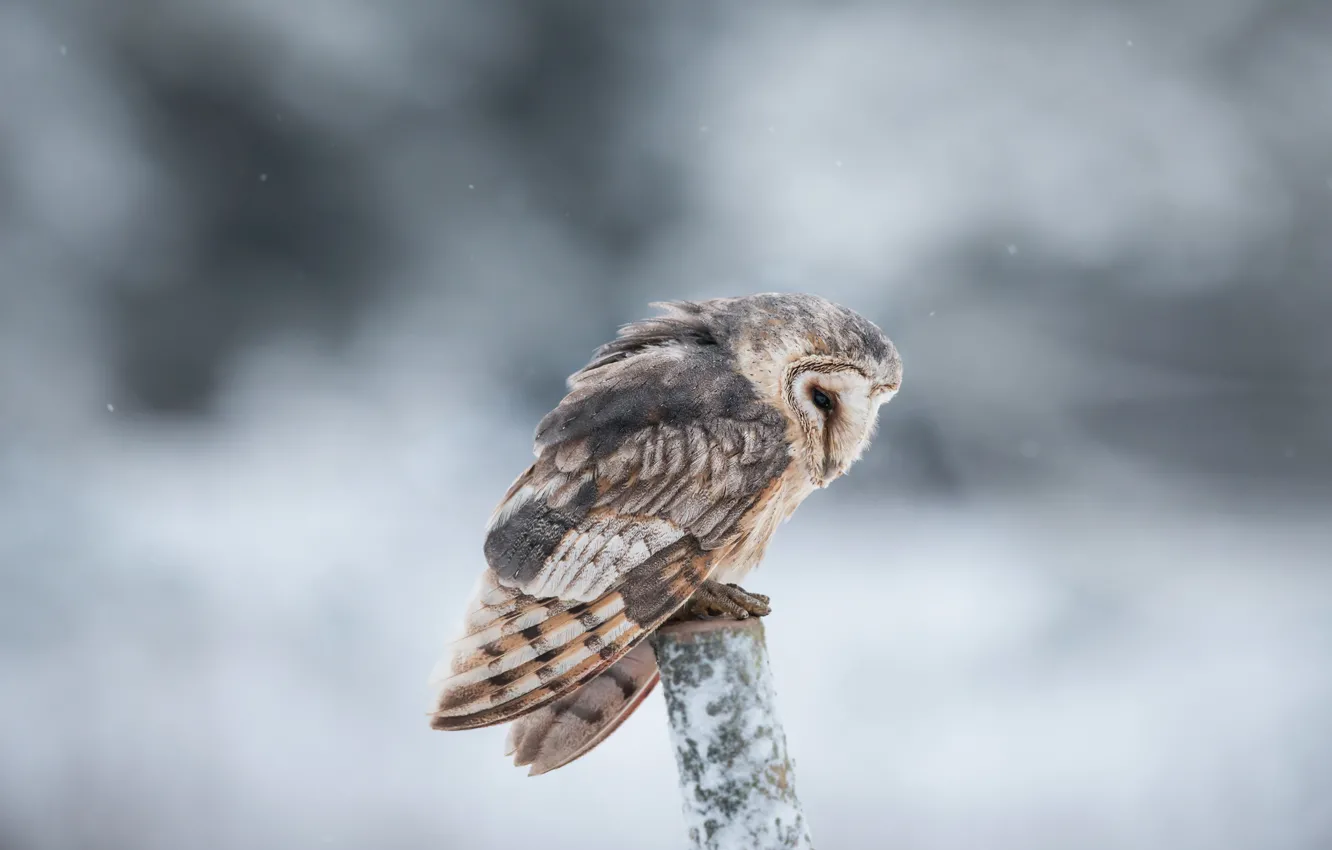 Photo wallpaper snow, owl, branch, bokeh, looking for