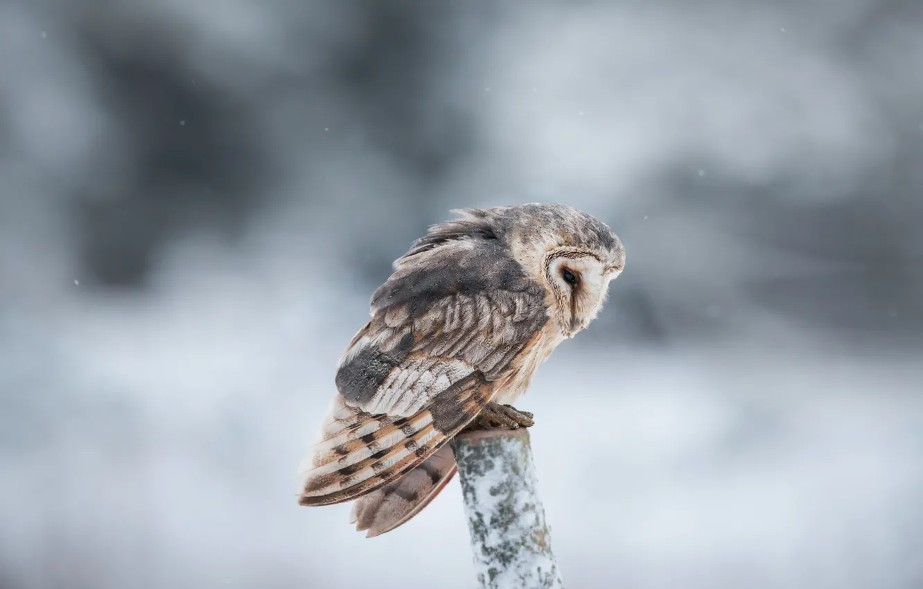 Photo wallpaper snow, branches, owl, bokeh, Looking for
