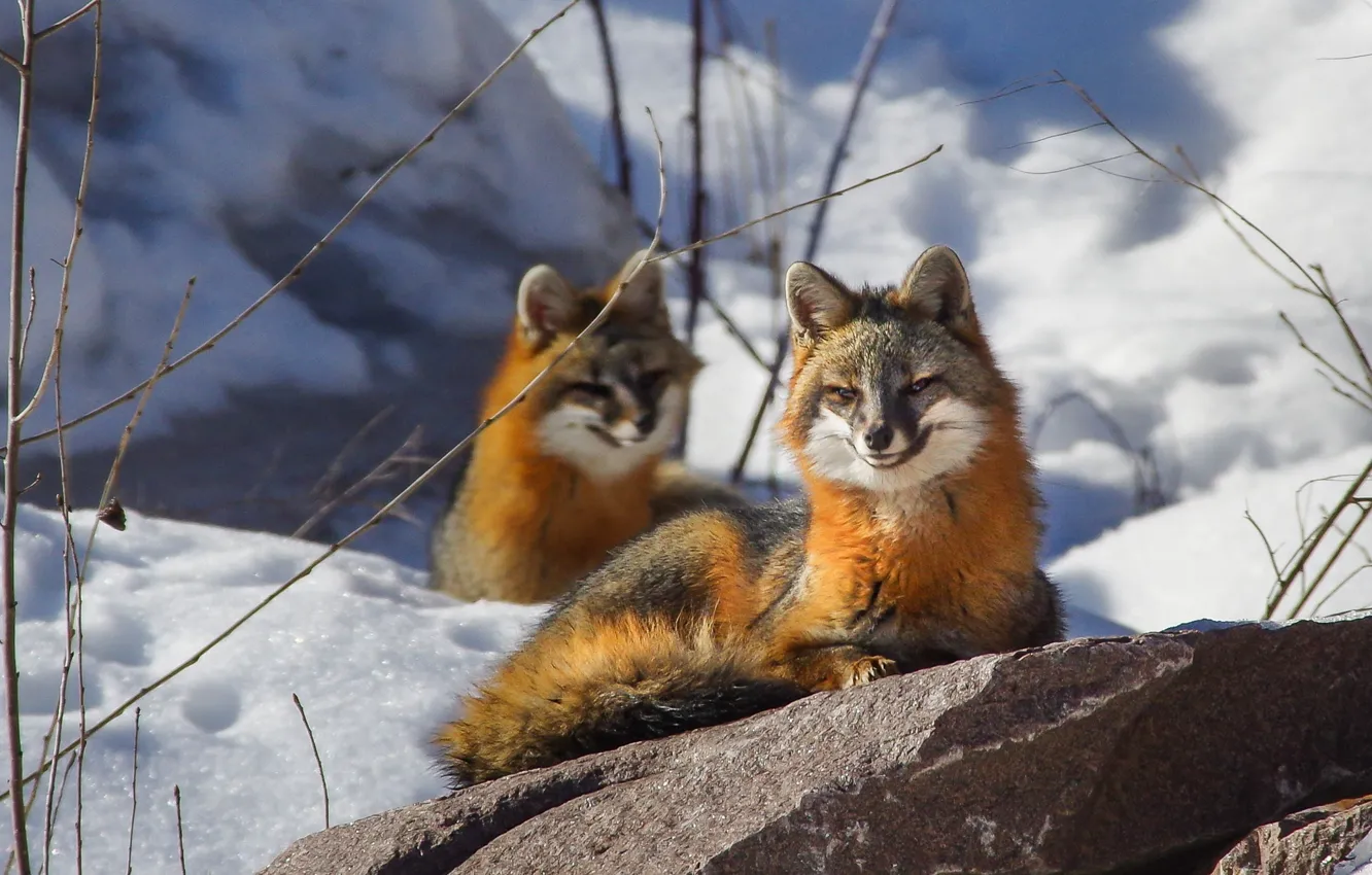 Photo wallpaper winter, snow, smile, stones, Fox, smiling Fox