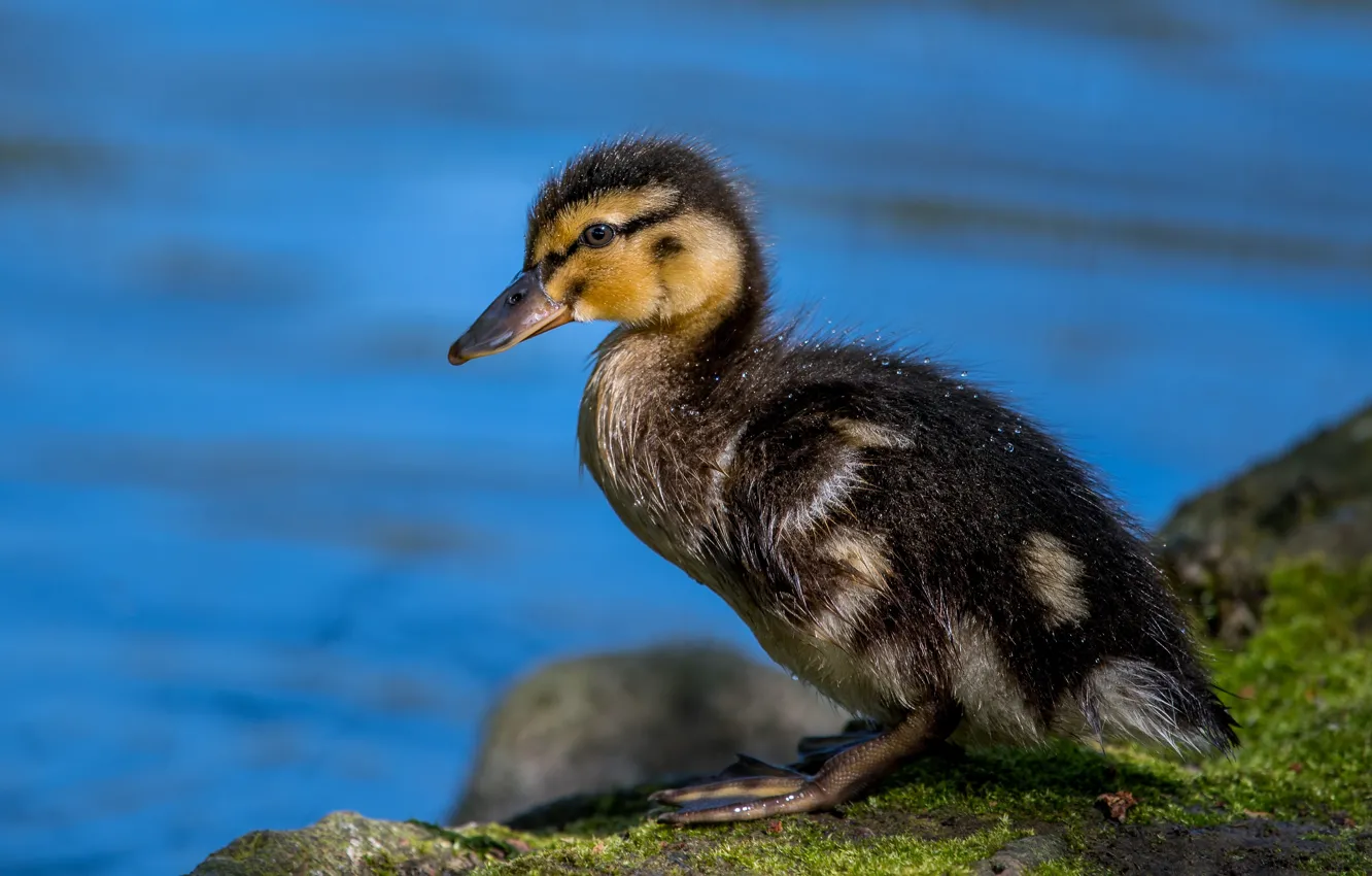Photo wallpaper look, water, drops, shore, duck, baby, profile, duck