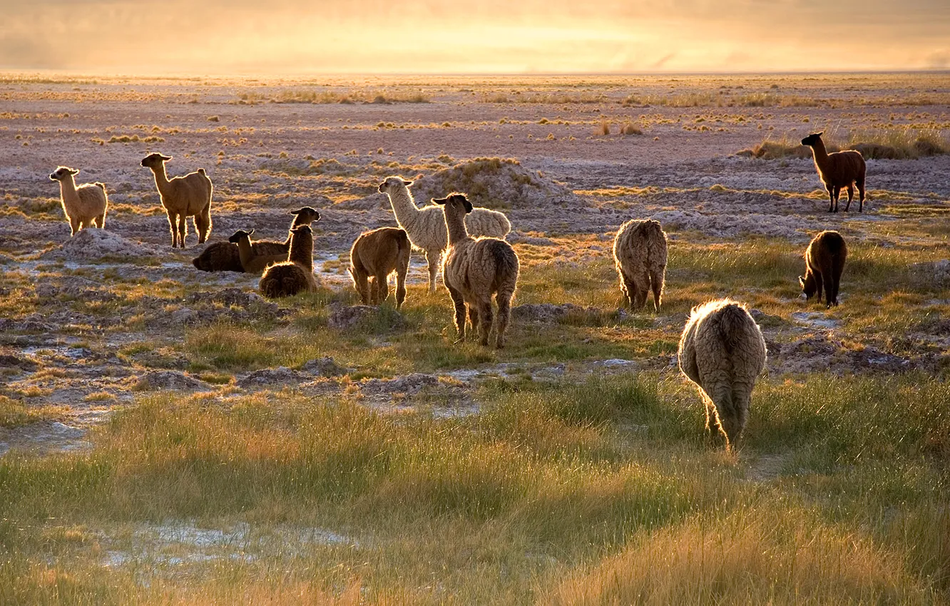 Photo wallpaper the sky, grass, sunset, desert, Chile, Lama, Atacama