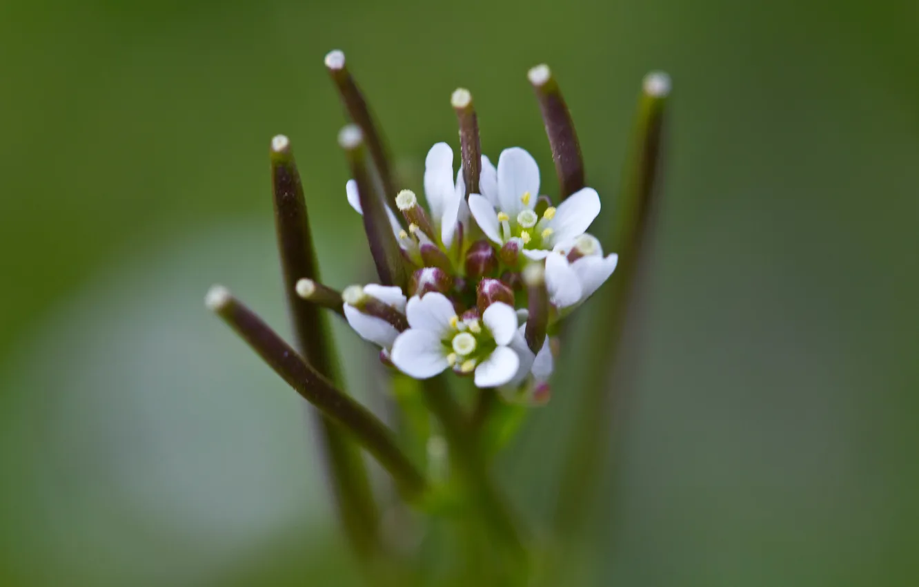 Photo wallpaper flowers, blur, white, buds