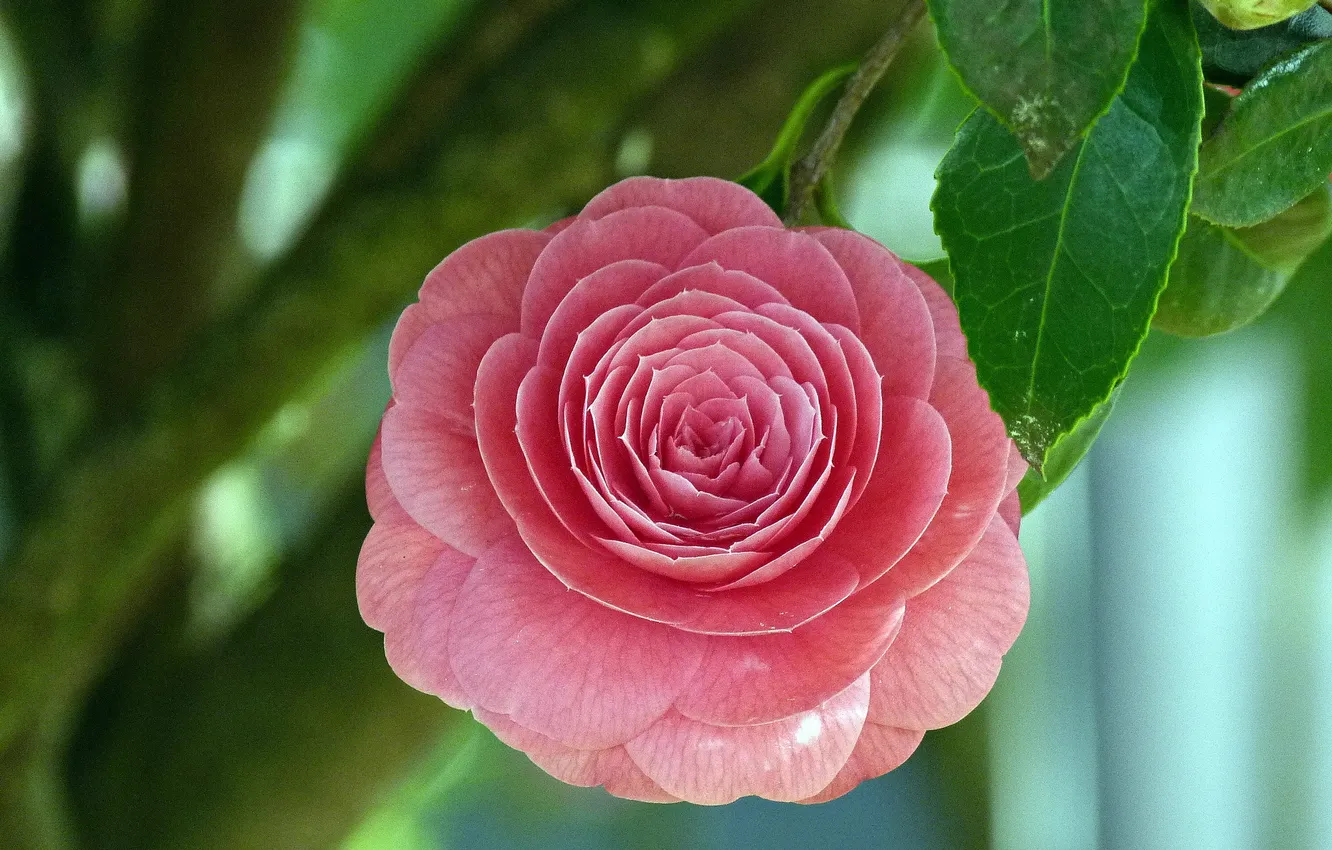 Photo wallpaper leaves, background, pink, Camellia