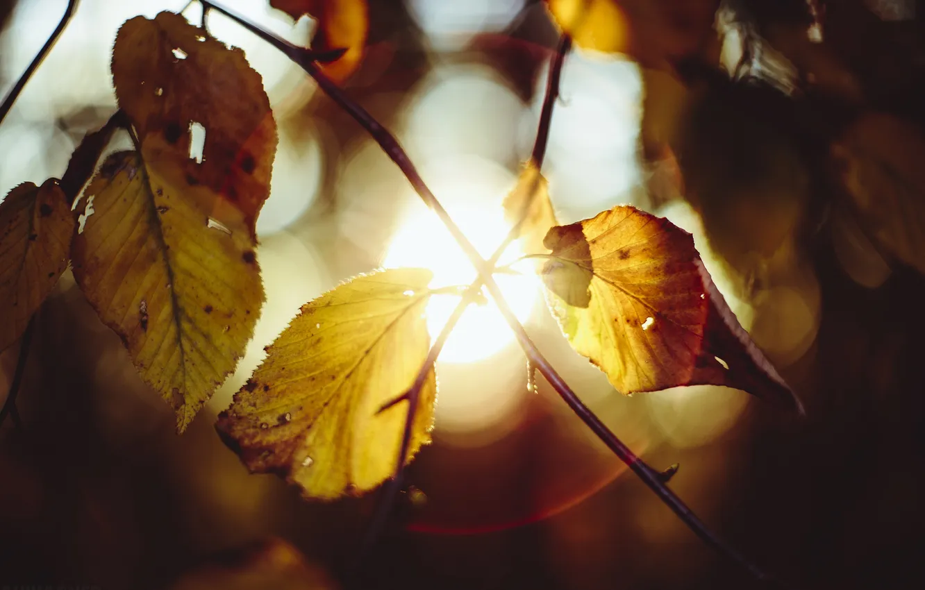 Photo wallpaper autumn, leaves, the sun, light, branches