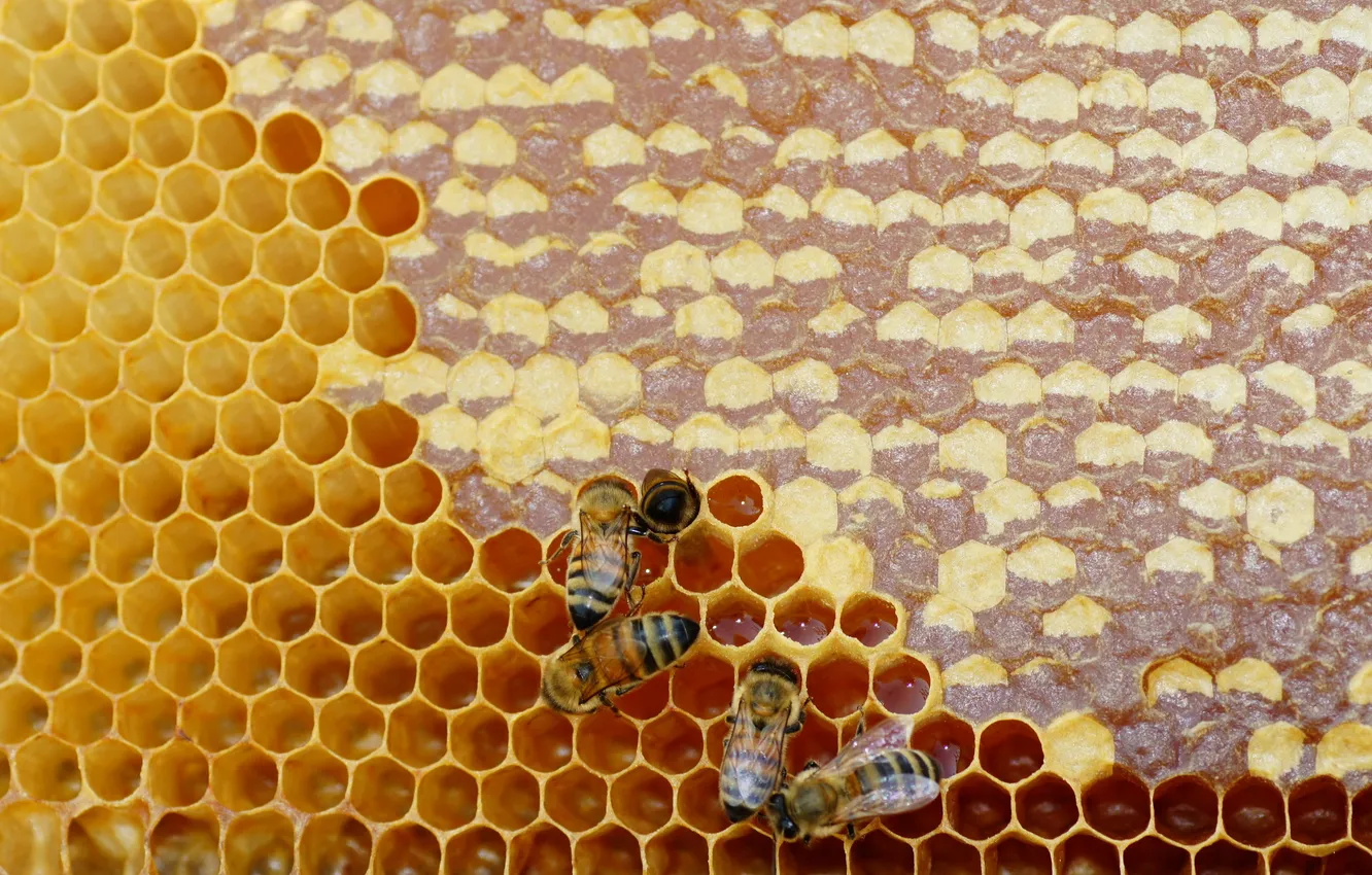 Photo wallpaper nature, honey, bees