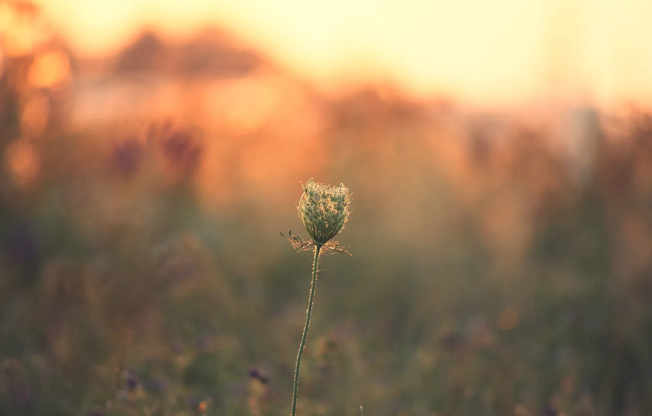 Photo wallpaper sunset, plant, stem, bokeh