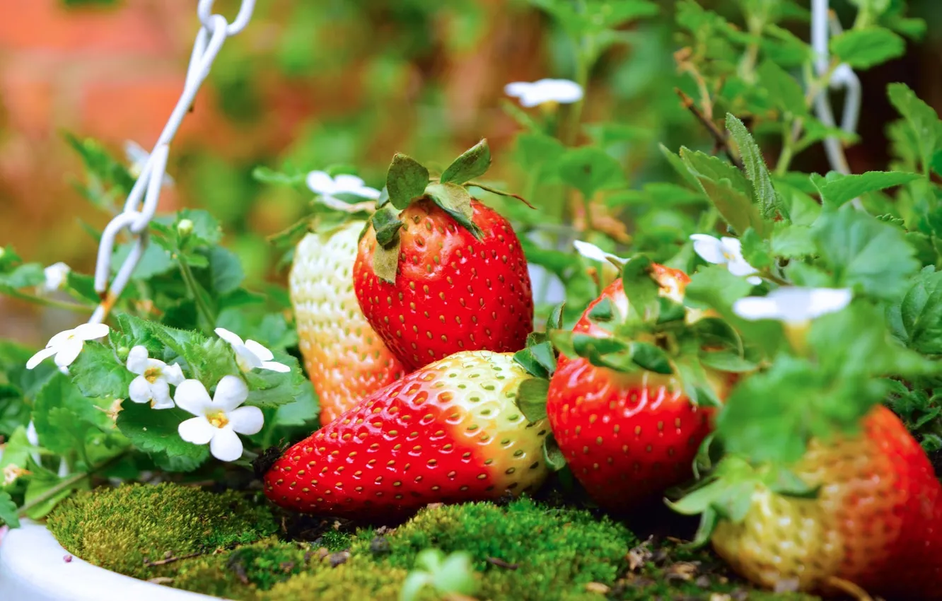 Photo wallpaper summer, berries, strawberry