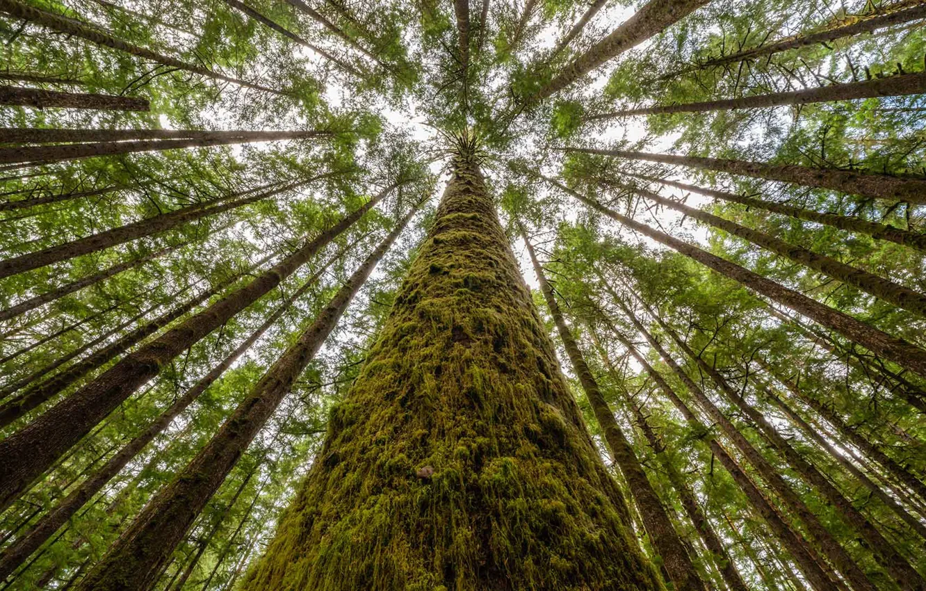Photo wallpaper trees, moss, Canada, British Columbia