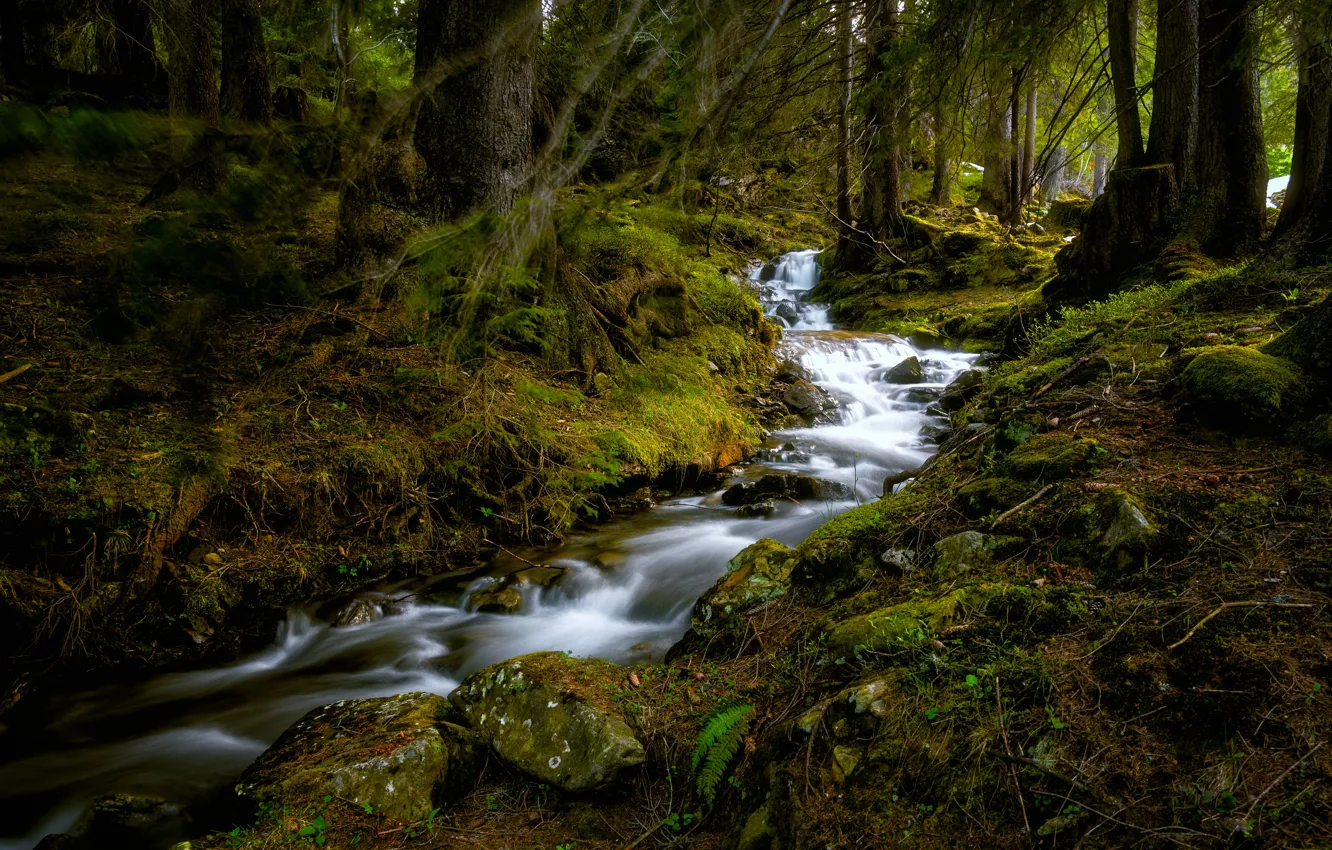 Photo wallpaper forest, stream, Switzerland, Switzerland, Bernese Oberland, Bernese Oberland, Buelbach Creek, Büelbach