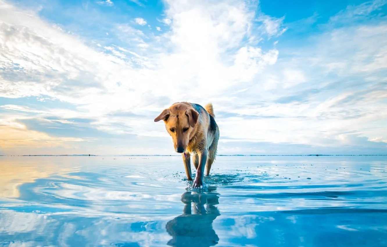 Photo wallpaper Dog, sky, water, clouds, lake, animal, reflections, ears