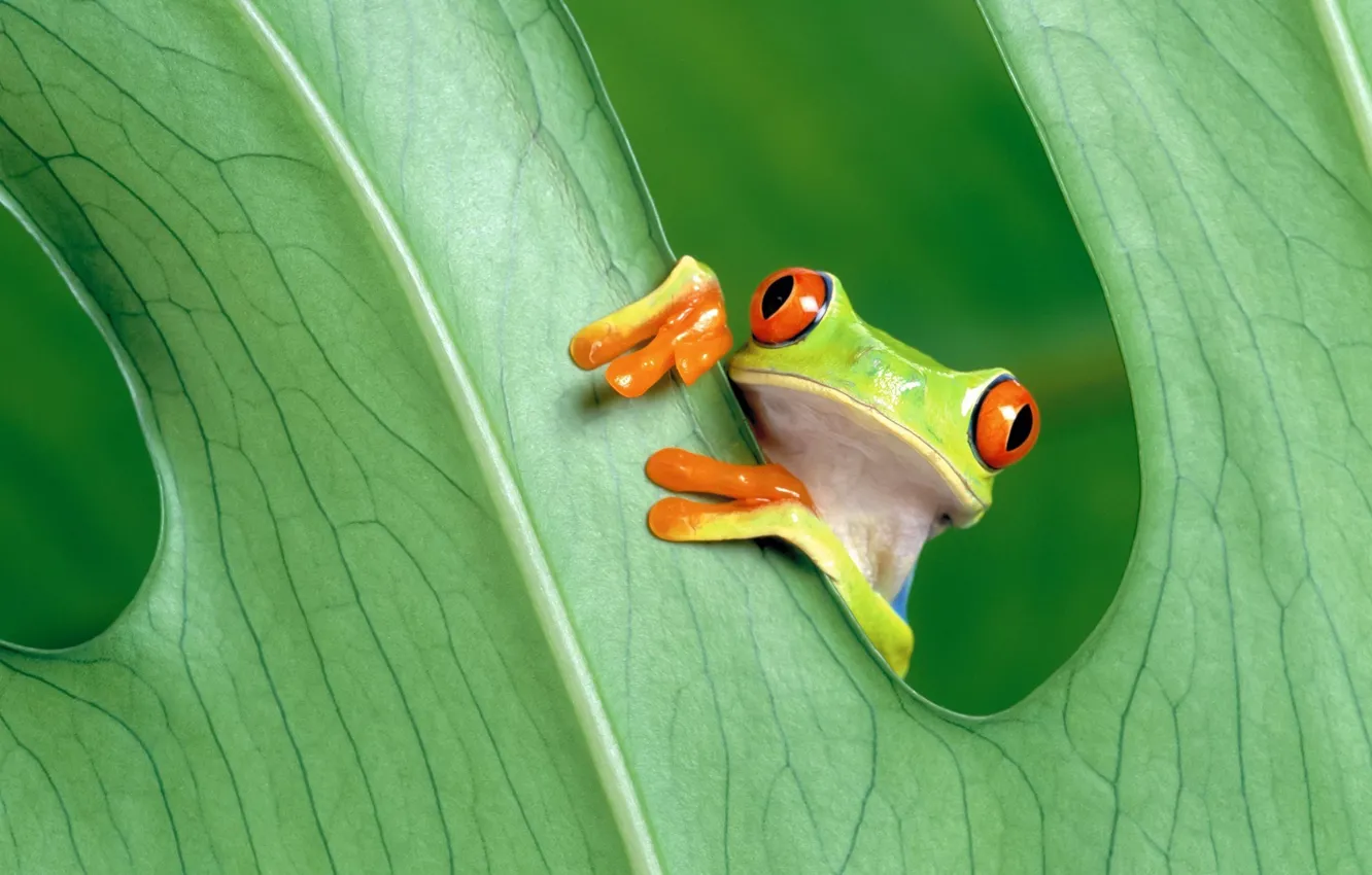 Photo wallpaper green, nature, frog, leaves
