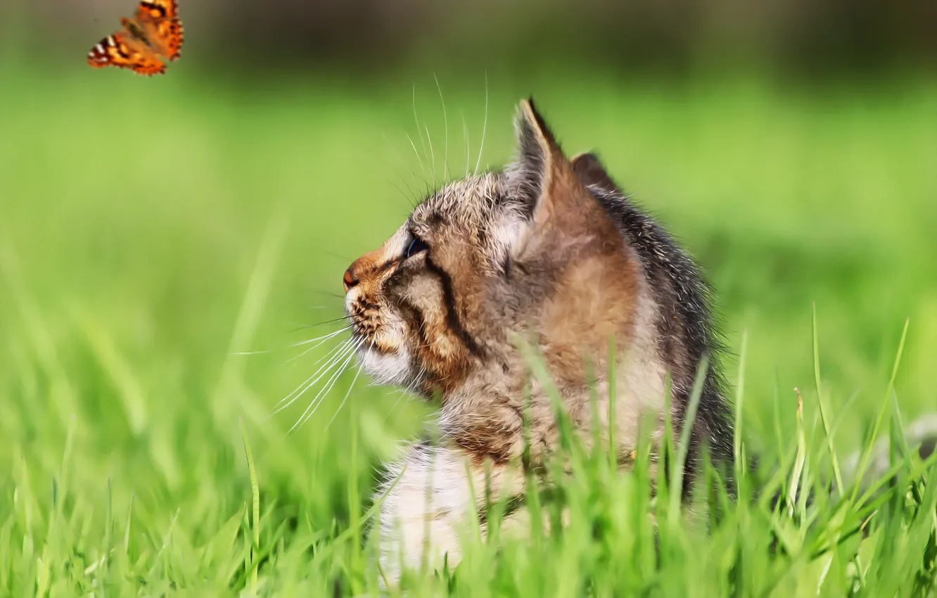 Photo wallpaper look, background, butterfly, cat, kitty