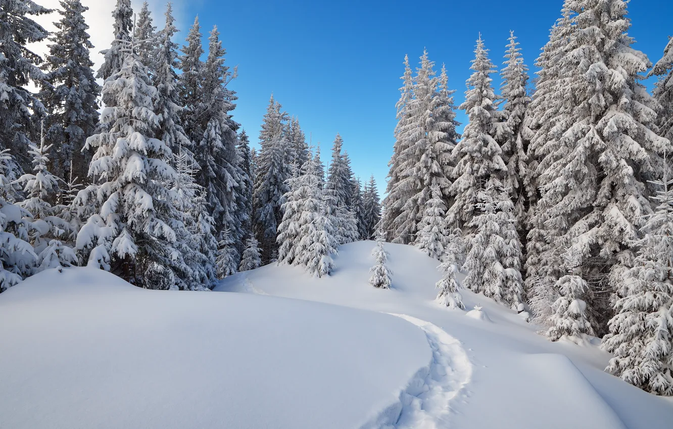 Photo wallpaper winter, forest, snow, trees, spruce, trail