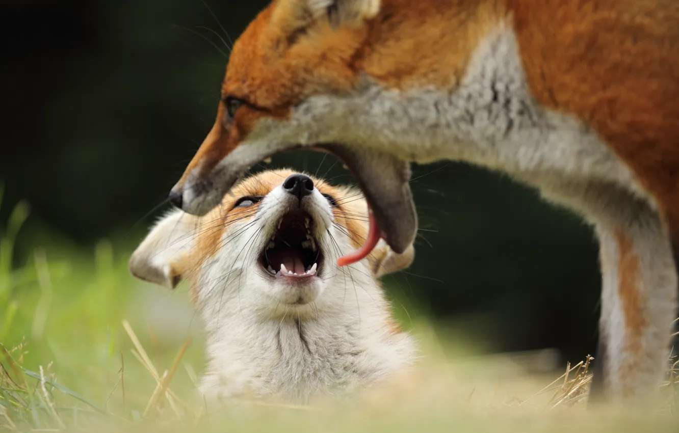 Photo wallpaper language, look, face, mouth, Fox, cub, mom, teeth