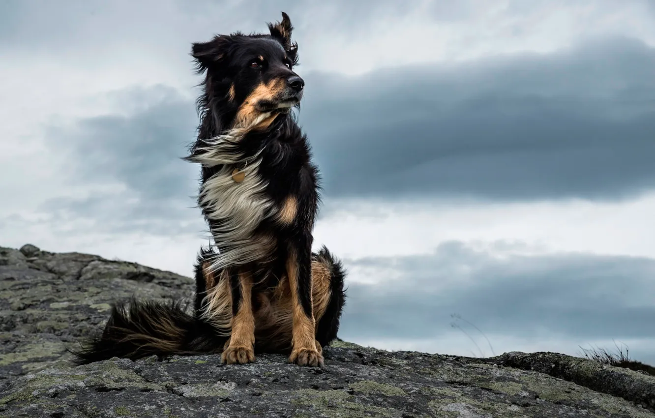 Photo wallpaper stones, the wind, Majestic Dog