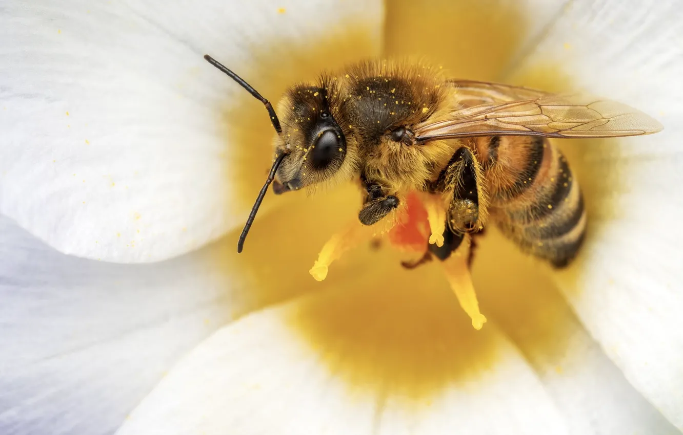 Photo wallpaper macro, flowers, bee
