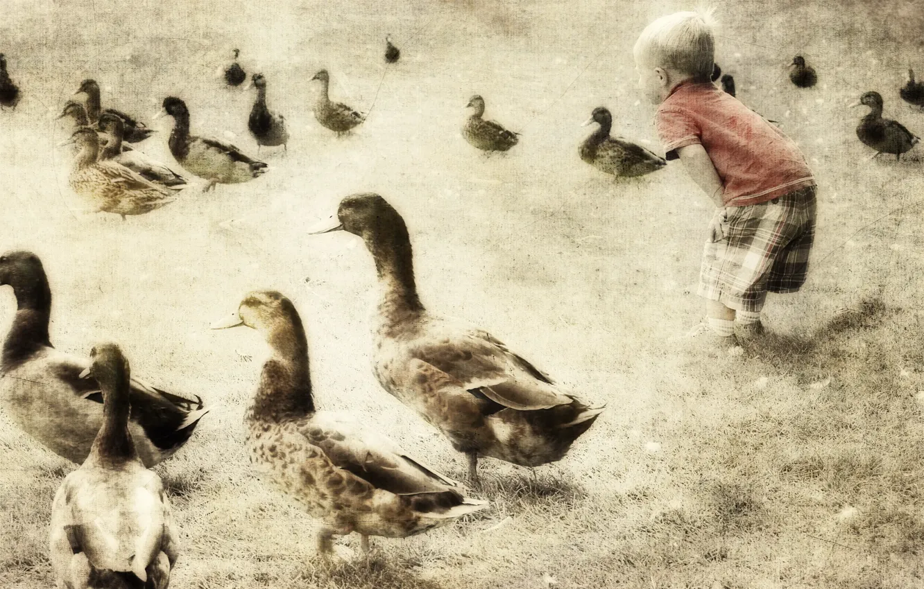 Photo wallpaper style, background, duck, boy