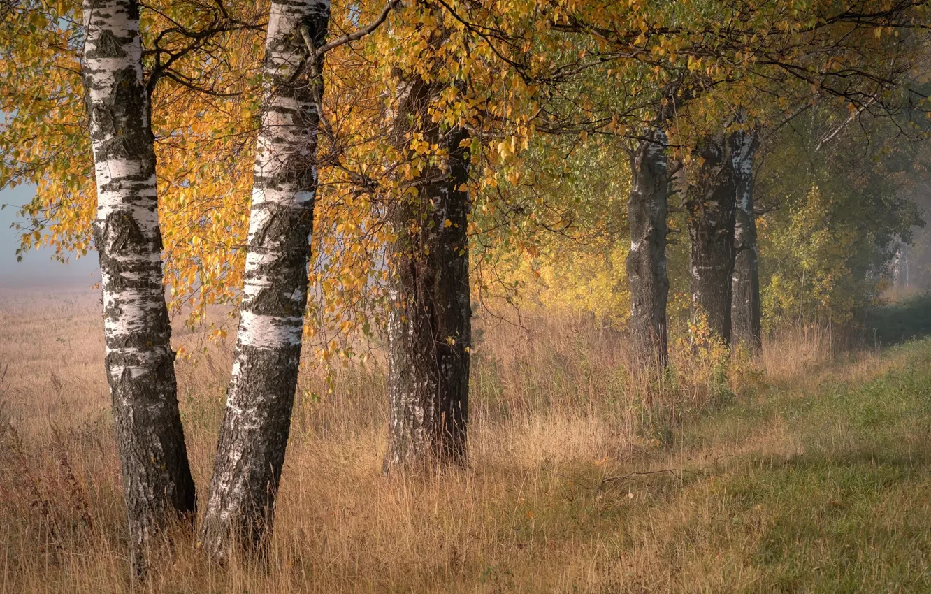 Photo wallpaper field, autumn, forest, grass, trees, branches, fog, trunks