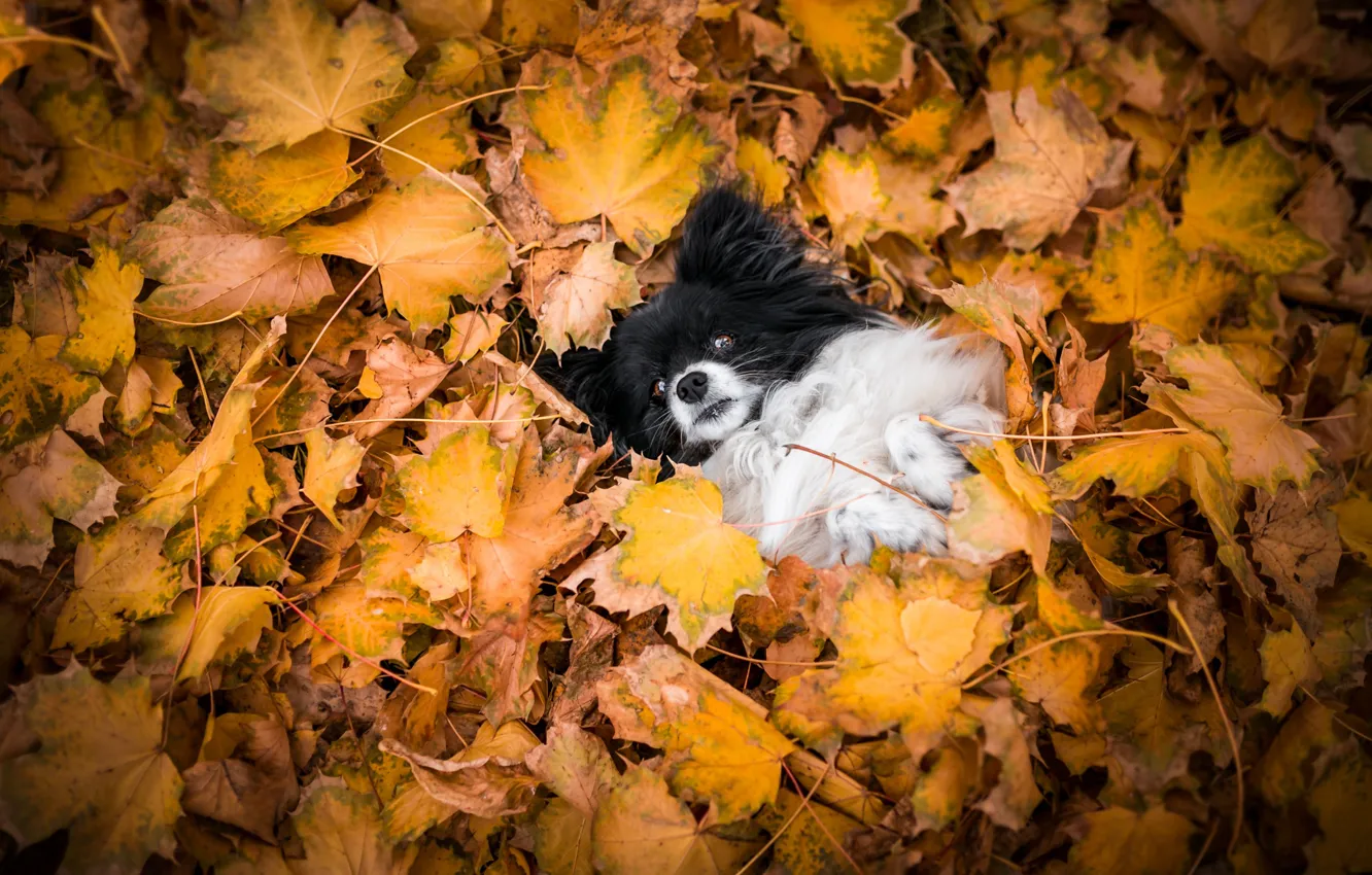 Photo wallpaper autumn, nature, pose, foliage, dog, lies, face, dog