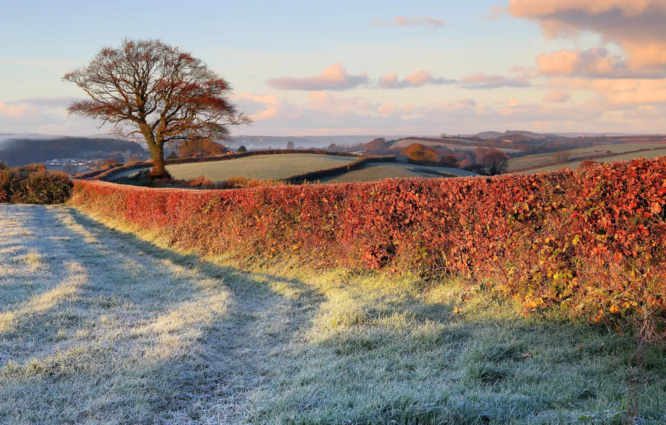 Photo wallpaper frost, nature, tree, lawn, the fence, field, fence, late autumn