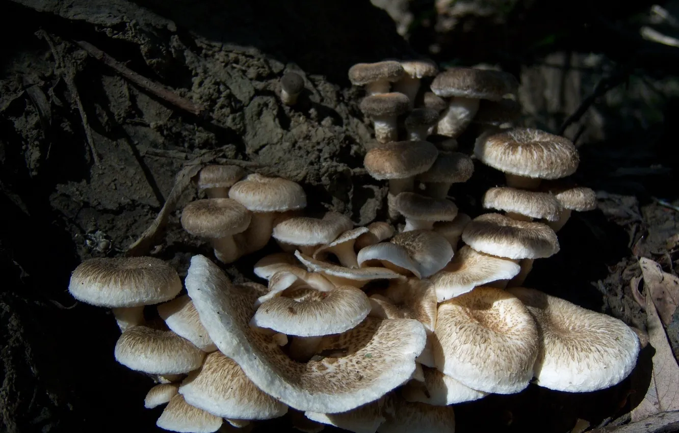 Photo wallpaper nature, mushrooms, stump, Meduzanol ©