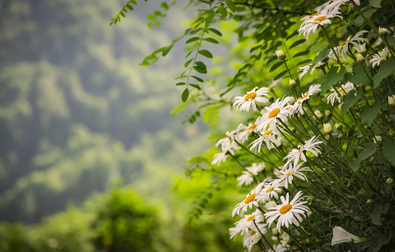 Photo wallpaper nature, chamomile, bokeh