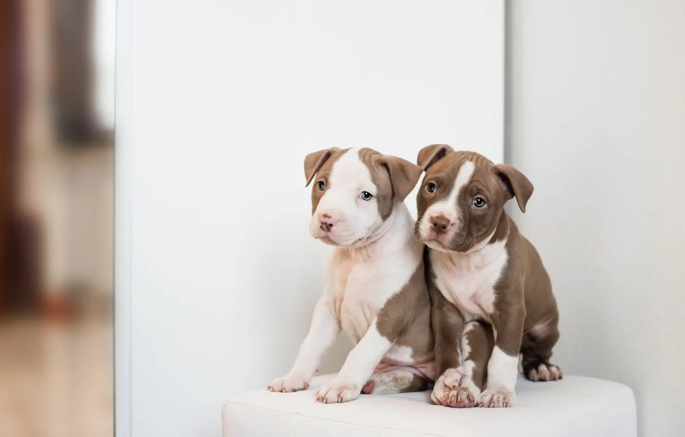 Photo wallpaper look, pose, wall, dog, puppy, face, light background, pedestal